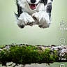 Couillons a rejoint le concours — aidez-le/la à gagner de superbes lots ! dog, border_collie, black_and_white, puppy, happy, smiling, open_mouth, fluffy, paws, floating, moss, branch, nature, green_background, portrait, animal, social_media, reels, smartphone_screenshot, vertical_video
