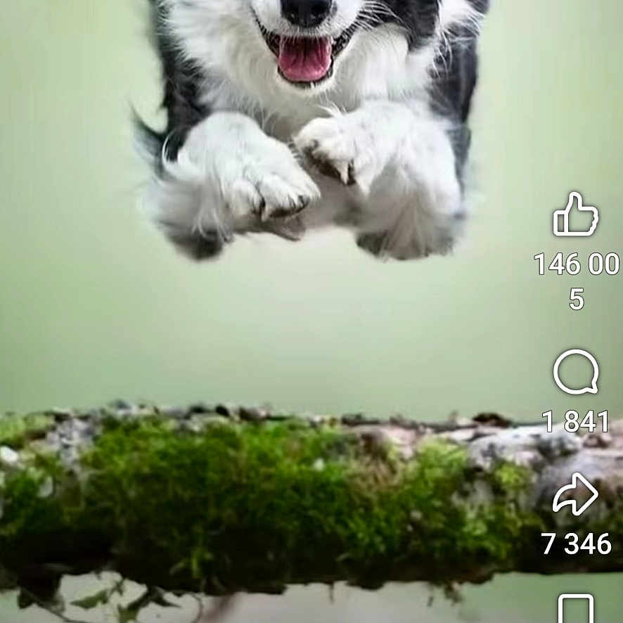 Couillons a rejoint le concours — aidez-le/la à gagner de superbes lots ! dog, border_collie, black_and_white, puppy, happy, smiling, open_mouth, fluffy, paws, floating, moss, branch, nature, green_background, portrait, animal, social_media, reels, smartphone_screenshot, vertical_video