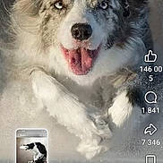 Couillons participe au concours pour gagner de l'argent avec cette photo : dog, puppy, border_collie, fluffy, black_and_white, blue_eyes, open_mouth, tongue, smiling, portrait, close_up, snow, frost, outdoor, social_media, reels, phone_screenshot, smartphone, interface, animal