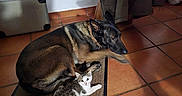Princesse a rejoint le concours — aidez-le/la à gagner de superbes lots ! animal, black, brown, cat, clothing, cozy, dog, domestic, floor, indoor, kitten, pet, quiet, resting, rug, sandals, shadow, sunlight, tiled_floor, white