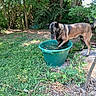 dog, water, green_bucket, grass, tree, outdoor, pet, nature, playful, animal, sunlight, summer, garden, canine, leaf, bush, ground, tongue_out, blur, backyard