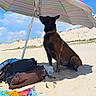 dog, beach, umbrella, sand, blue_sky, colorful, towel, bag, sunshade, outdoor, summer, relaxing, pet, canine, collar, daytime, nature, vacation, leisure, sunny