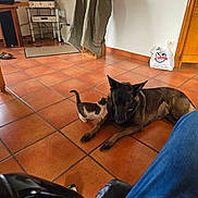 Princesse participe au concours pour gagner de l'argent avec cette photo : animal, black, brown, chair, companion, curious, cute, dog, domestic, floor, home, indoor, interaction, jacket, kitten, medium, pet, relaxed, small, tile