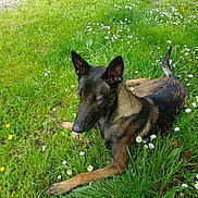Princesse participe au concours pour gagner de l'argent avec cette photo : dog, grass, flowers, outdoor, nature, greenery, canine, pet, animal, summer, relaxing, meadow, sunlight, field, flora, quiet, resting, ears, tail, brown