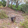 dog, forest, trees, pine_trees, bushes, water, nature, outdoor, animal, canine, wildlife, landscape, adventure, curious, brown_fur, walking, ground, branches, leaves, daylight