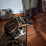 Princesse a rejoint le concours — aidez-le/la à gagner de superbes lots ! animal, black, brown, cat, cozy, curious, dog, domestic, flooring, indoor, kitten, lying_down, metal_suitcase, pants, pet, rug, sandals, shadow, tile_floor, white
