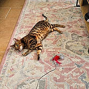 Moncu participe au concours pour gagner de l'argent avec cette photo : cat, bengal_cat, tabby, striped_fur, lying_down, indoor, rug, carpet, cat_toy, mouse_toy, feathers, string, playful, relaxed, green_eyes, whiskers, tail, home, furniture, exercise_equipment