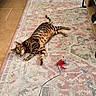 cat, bengal_cat, tabby, striped_fur, lying_down, indoor, rug, carpet, cat_toy, mouse_toy, feathers, string, playful, relaxed, green_eyes, whiskers, tail, home, furniture, exercise_equipment