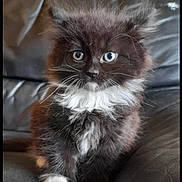 Fluffy joined the competition — help win amazing prizes! kitten, cat, black, white, blue_eyes, fur, fluffy, pet, animal, cute, sitting, indoor, leather_couch, furniture, whiskers, small, young, portrait, domestic, feline