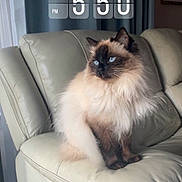 Lily is registered to the contest to win money with this photo: cat, fluffy, blue_eyes, sitting, leather_couch, indoor, curtains, time_overlay, digital_clock, pet, feline, domestic_animal, relaxed, cozy, side_view, cream_color, fur, whiskers, ears, portrait