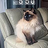 cat, fluffy, blue_eyes, sitting, leather_couch, indoor, curtains, time_overlay, digital_clock, pet, feline, domestic_animal, relaxed, cozy, side_view, cream_color, fur, whiskers, ears, portrait