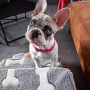 Ally a rejoint le concours — aidez-le/la à gagner de superbes lots ! french_bulldog, puppy, dog, blue_eyes, pink_collar, curious, indoor, floor, mat, bone_pattern, gray, red_chair, blue_table, brown_sofa, tile_floor, pet, cute, young_dog, looking_up, domestic