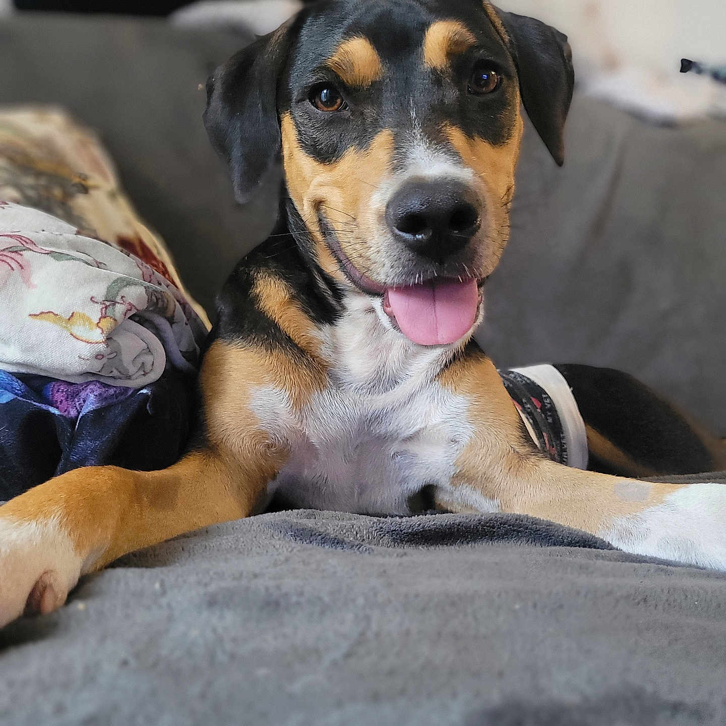 Pyla participe au concours pour gagner de l'argent avec cette photo : animal, black, blanket, brown, canine, cute, dog, ears, eyes, friendly, fur, indoor, lying_down, nose, pet, portrait, relaxed, smiling, tongue_out, white
