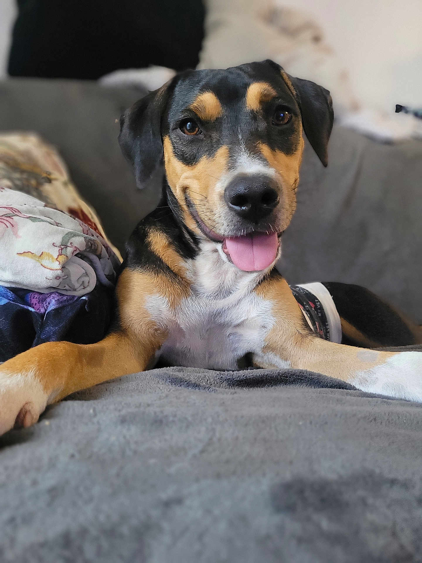 Pyla participe au concours pour gagner de l'argent avec cette photo : dog, canine, pet, smiling, tongue_out, indoor, blanket, fur, brown, black, white, relaxed, cute, animal, portrait, friendly, ears, nose, eyes, lying_down