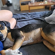 Pyla participe au concours pour gagner de l'argent avec cette photo : dog, lying_down, bed, blanket, person_leg, indoors, relaxed, pet, cozy, resting, brown_black_fur, snuggling, home, furniture, comfort, sleepy, closeup, animal, companion, casual