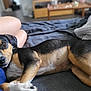 dog, lying_down, bed, blanket, person_leg, indoors, relaxed, pet, cozy, resting, brown_black_fur, snuggling, home, furniture, comfort, sleepy, closeup, animal, companion, casual
