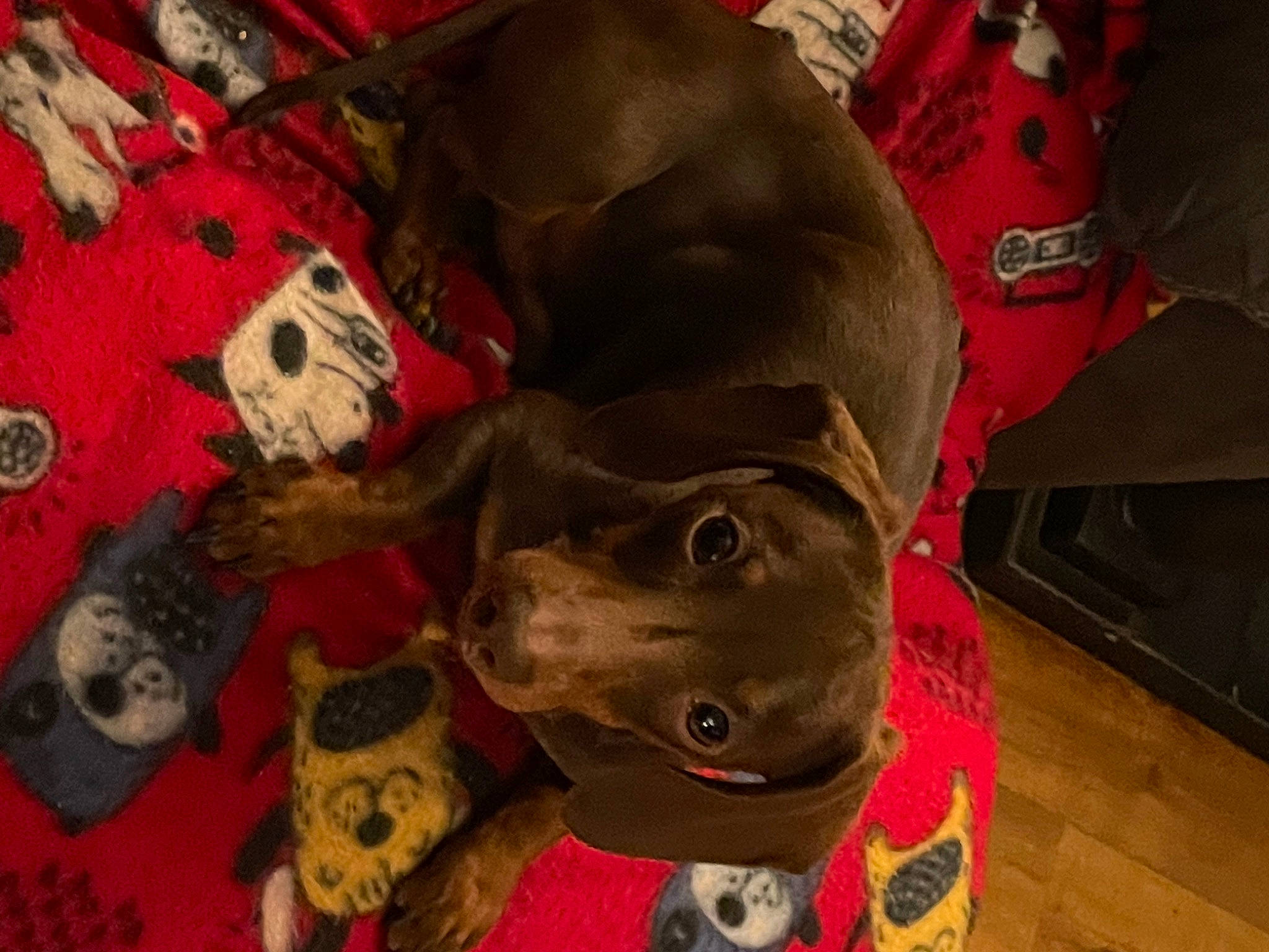 Wally is registered to the contest to win money with this photo: canidae, carmine, carnivore, comfort, companion_dog, dog, dog_breed, dog_supply, fawn, fur, natural_material, non_sporting_group, pet_supply, sporting_group, working_animal