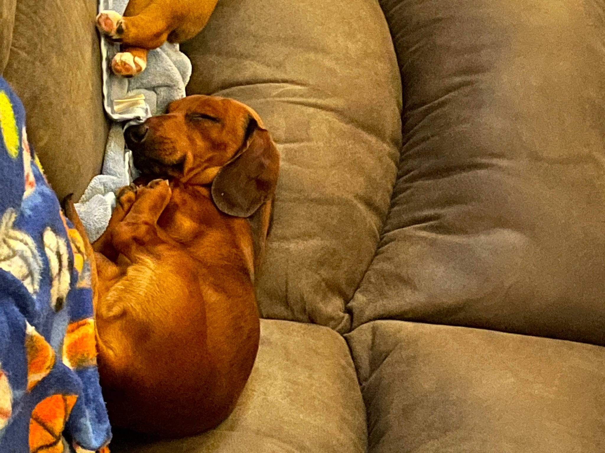 Weenie joined the competition — help win amazing prizes! canidae, carnivore, comfort, companion_dog, couch, dog, dog_breed, fawn, guard_dog, hat, hound, human_leg, liver, nap, paw, sporting_group, toy_dog, wood, working_animal, wrinkle