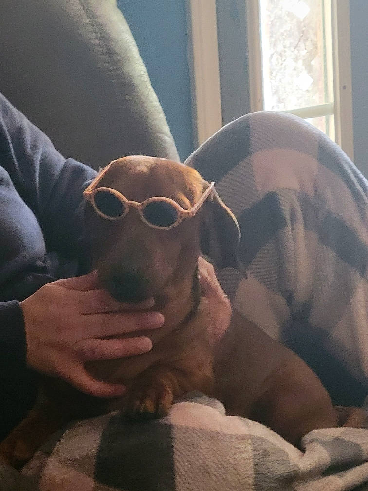 Weenie joined the competition — help win amazing prizes! carnivore, comfort, companion_dog, couch, dog, dog_breed, ear, eyewear, fawn, glasses, goggles, human_leg, pet_supply, sporting_group, sunglasses, tints_and_shades, toy_dog, vision_care, window, working_animal