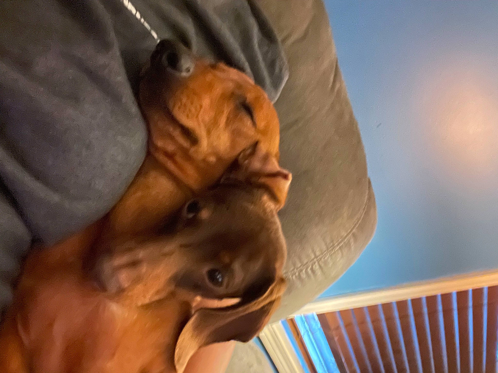 Bennie is registered to the contest to win money with this photo: barechested, canidae, carnivore, comfort, companion_dog, dog, dog_breed, ear, fawn, gesture, guard_dog, jaw, liver, pointing_breed, snout, sporting_group, whiskers, wood, working_animal, wrinkle