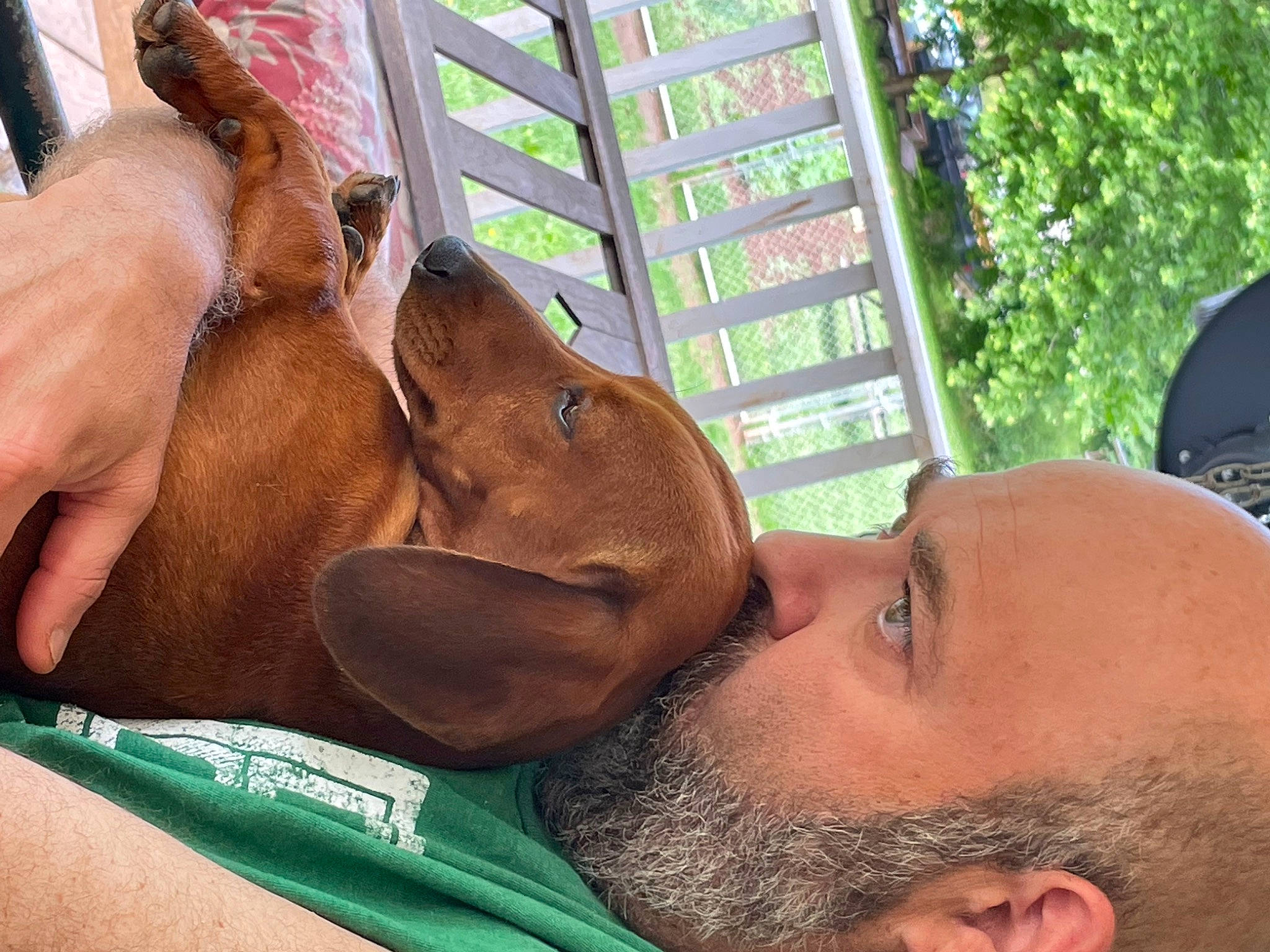 Bennie joined the competition — help win amazing prizes! beard, chest, companion_dog, dog_breed, ear, facial_hair, fawn, fun, grass, happy, jaw, leisure, liver, mammal, moustache, plant, skin, throat, tree, wrinkle