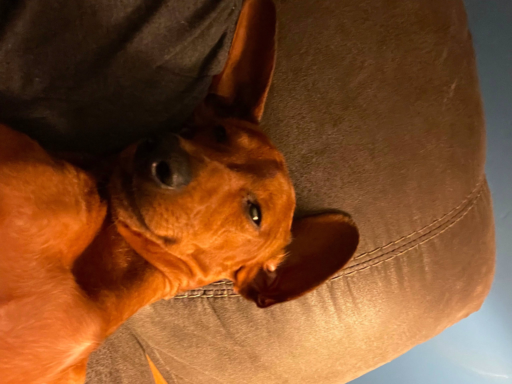 Bennie is registered to the contest to win money with this photo: canidae, carnivore, comfort, companion_dog, dog, dog_breed, dog_sports, ear, fawn, fur, guard_dog, liver, non_sporting_group, puppy, sporting_group, terrestrial_animal, toy_dog, whiskers, working_animal, wrinkle