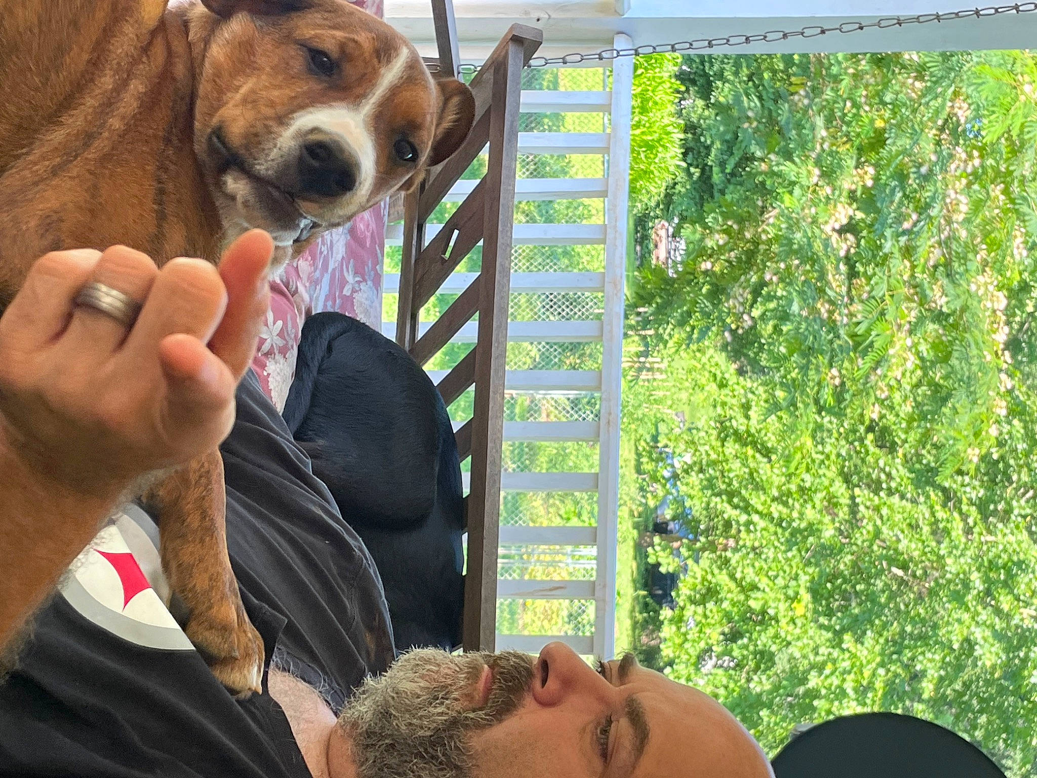 Trapper joined the competition — help win amazing prizes! carnivore, companion_dog, dog, dog_breed, finnish_hound, fun, fur, gesture, grass, hound, leisure, mammal, organ, tree, working_animal