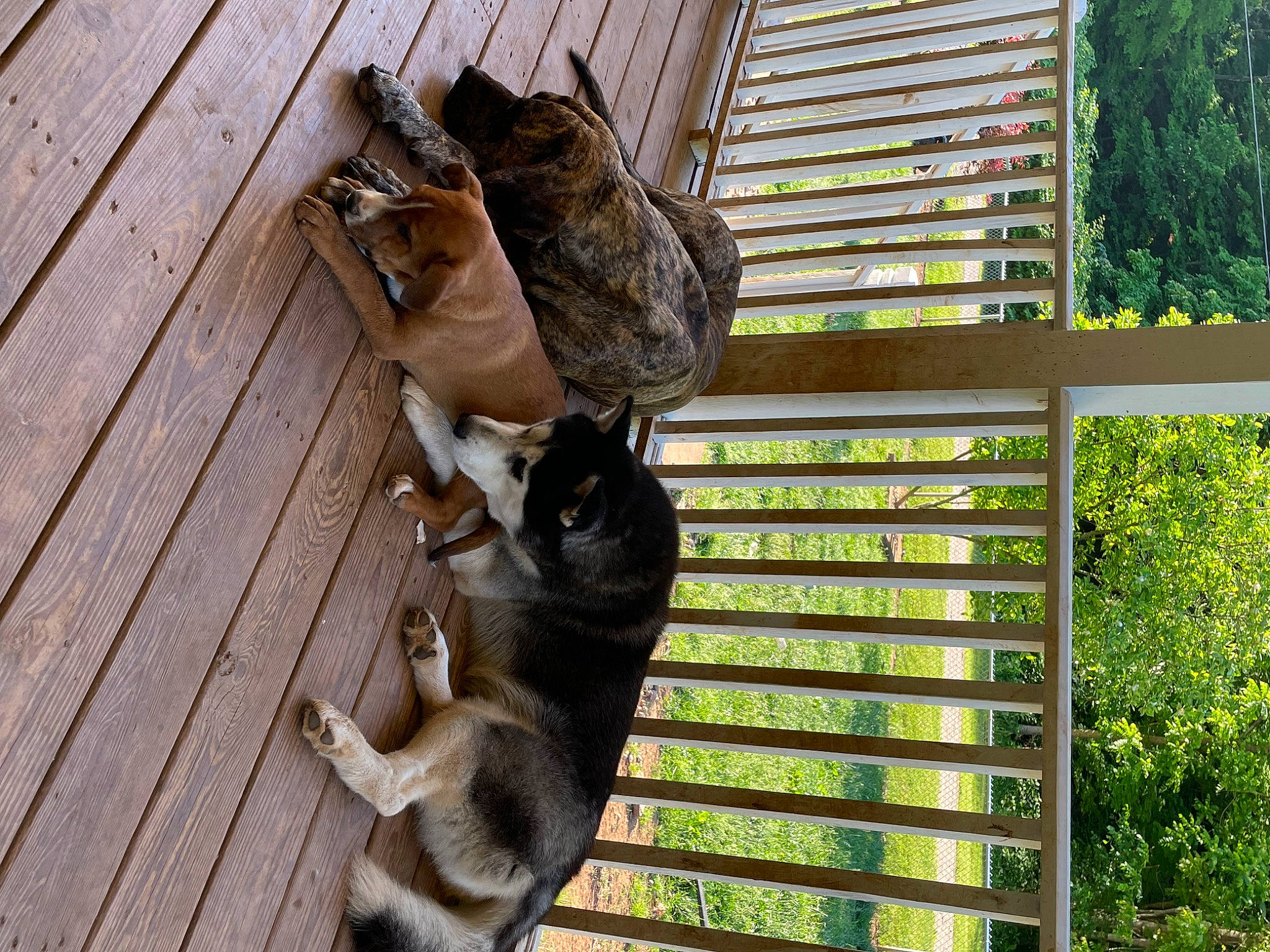 Trapper is registered to the contest to win money with this photo: art, canidae, carnivore, dog_breed, fawn, felidae, fur, hardwood, natural_material, plank, plant, small_to_medium_sized_cats, sporting_group, tail, terrestrial_animal, tree, trunk, wildlife, wood, wood_stain