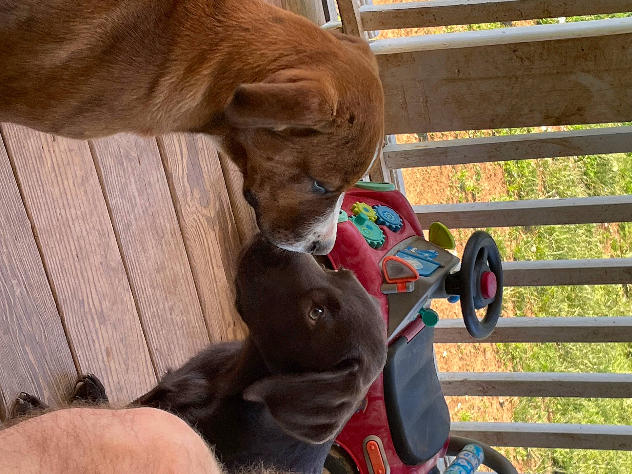 Trapper is registered to the contest to win money with this photo: canidae, carnivore, collar, comfort, companion_dog, dog, dog_breed, ear, fawn, fur, hardwood, liver, plant, selfie, snout, sporting_group, toy, wood, wood_stain, working_animal