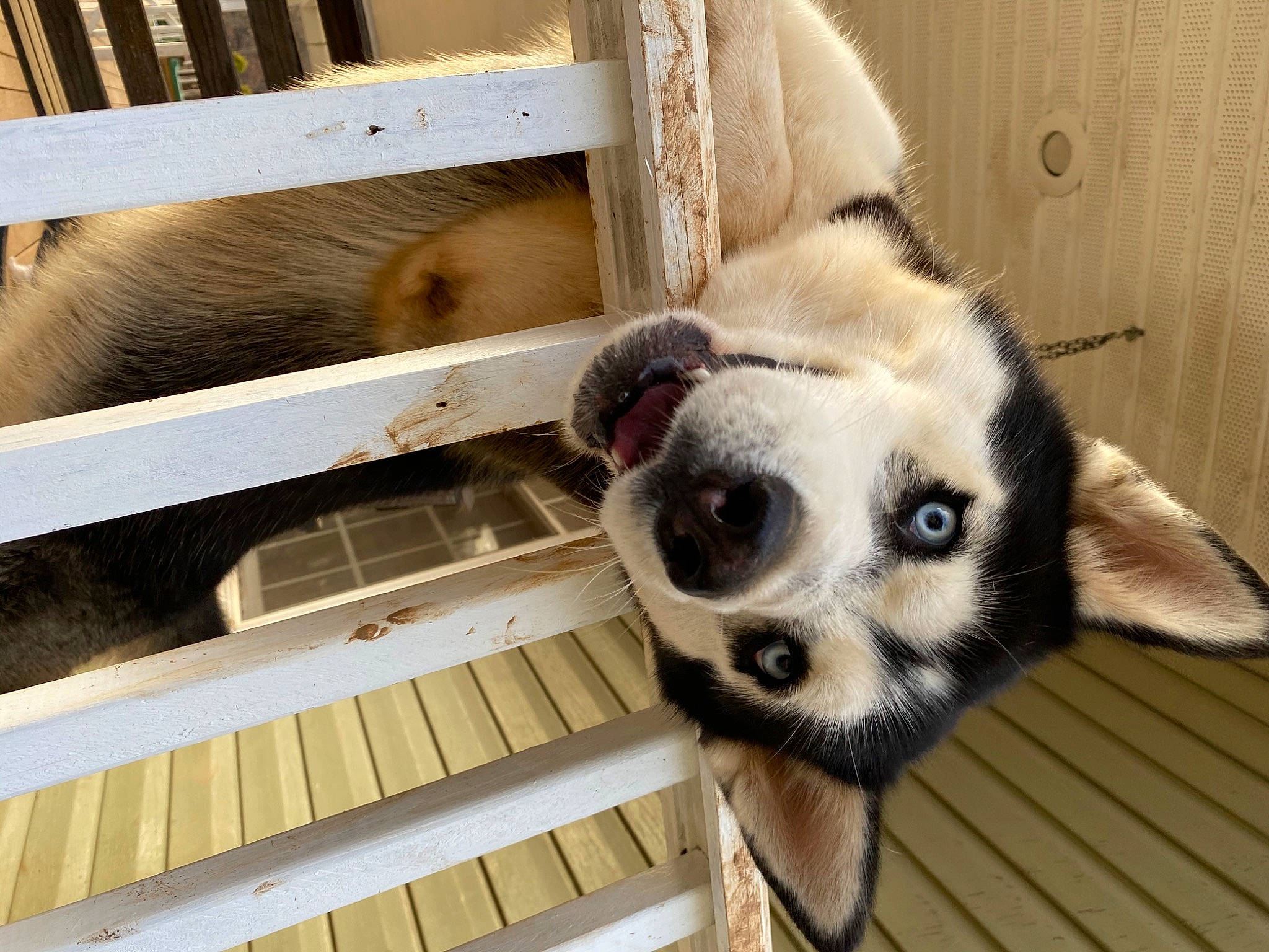 Bronx is registered to the contest to win money with this photo: animal_shelter, cage, carnivore, dog_breed, eye, face, fawn, fence, fur, head, mesh, metal, natural_material, pet_supply, snout, terrestrial_animal, whiskers, wildlife, wood, working_animal