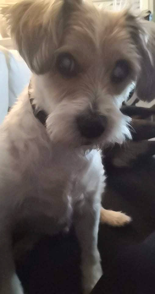 Jedi a rejoint le concours — aidez-le/la à gagner de superbes lots ! canidae, carnivore, companion_dog, dog, dog_breed, fur, mal_shi, maltepoo, non_sporting_group, paw, poodle_crossbreed, puppy_love, shih_poo, small_terrier, snout, sporting_group, terrier, toy_dog, water_dog, working_animal