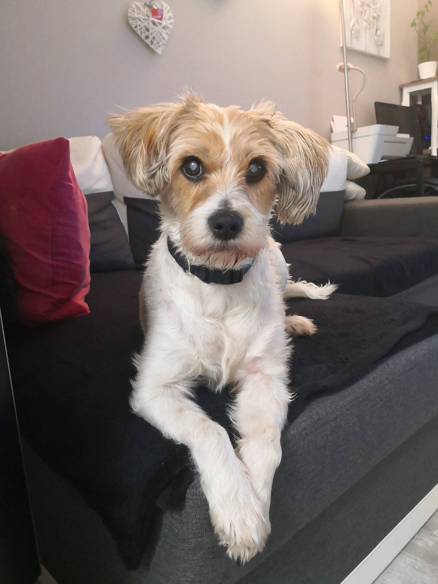 Jedi participe au concours pour gagner de l'argent avec cette photo : canidae, carnivore, chair, comfort, companion_dog, couch, dog, dog_breed, eyewear, fawn, flooring, fur, glasses, houseplant, plant, small_terrier, snout, sporting_group, toy_dog, whiskers