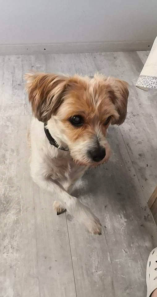 Jedi participe au concours pour gagner de l'argent avec cette photo : canidae, carnivore, companion_dog, dog, dog_breed, fawn, flooring, fur, hardwood, liver, non_sporting_group, puppy, puppy_love, small_terrier, snout, sporting_group, toy_dog, whiskers, wood, working_animal