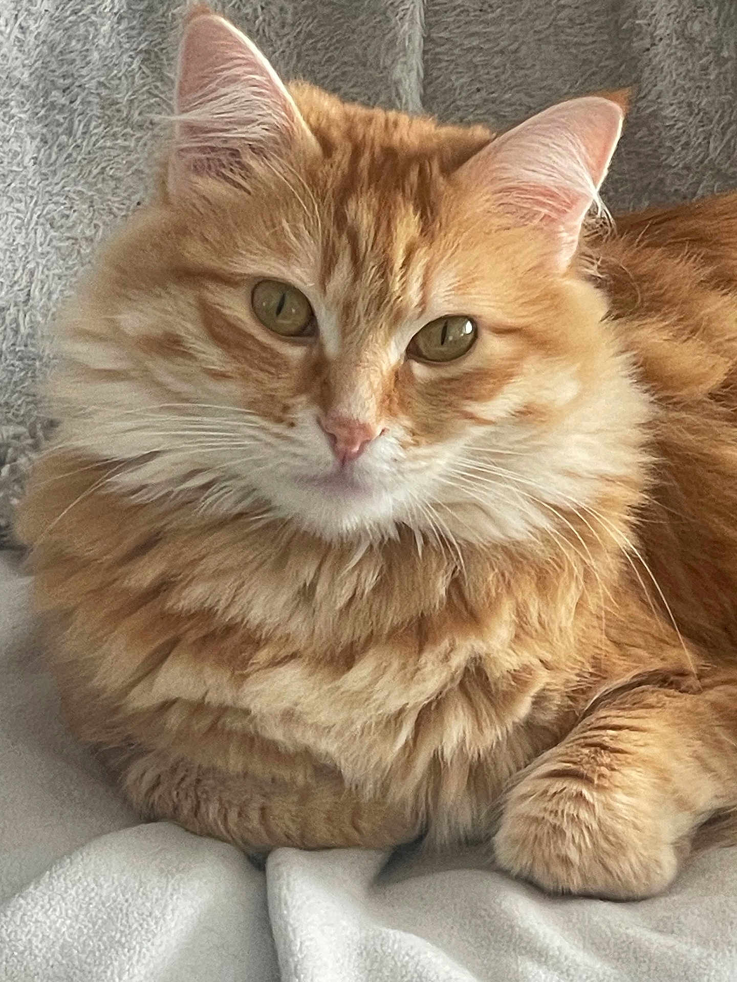 Choupette