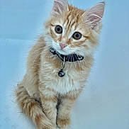 Choupette participe au concours pour gagner de l'argent avec cette photo : kitten, cat, orange_tabby, fluffy, collar, bell, pet, animal, cute, sitting, whiskers, ears, fur, domestic_cat, closeup, indoor, young, curious, portrait, blue_background