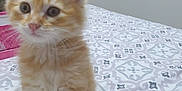 Choupette participe au concours pour gagner de l'argent avec cette photo : animal, bedspread, cat, close_up, curious, domestic_cat, door, ears, feline, fur, indoor, kitten, orange_cat, patterned_bedspread, pet, pink_object, soft_fur, whiskers, white_fur, young_cat