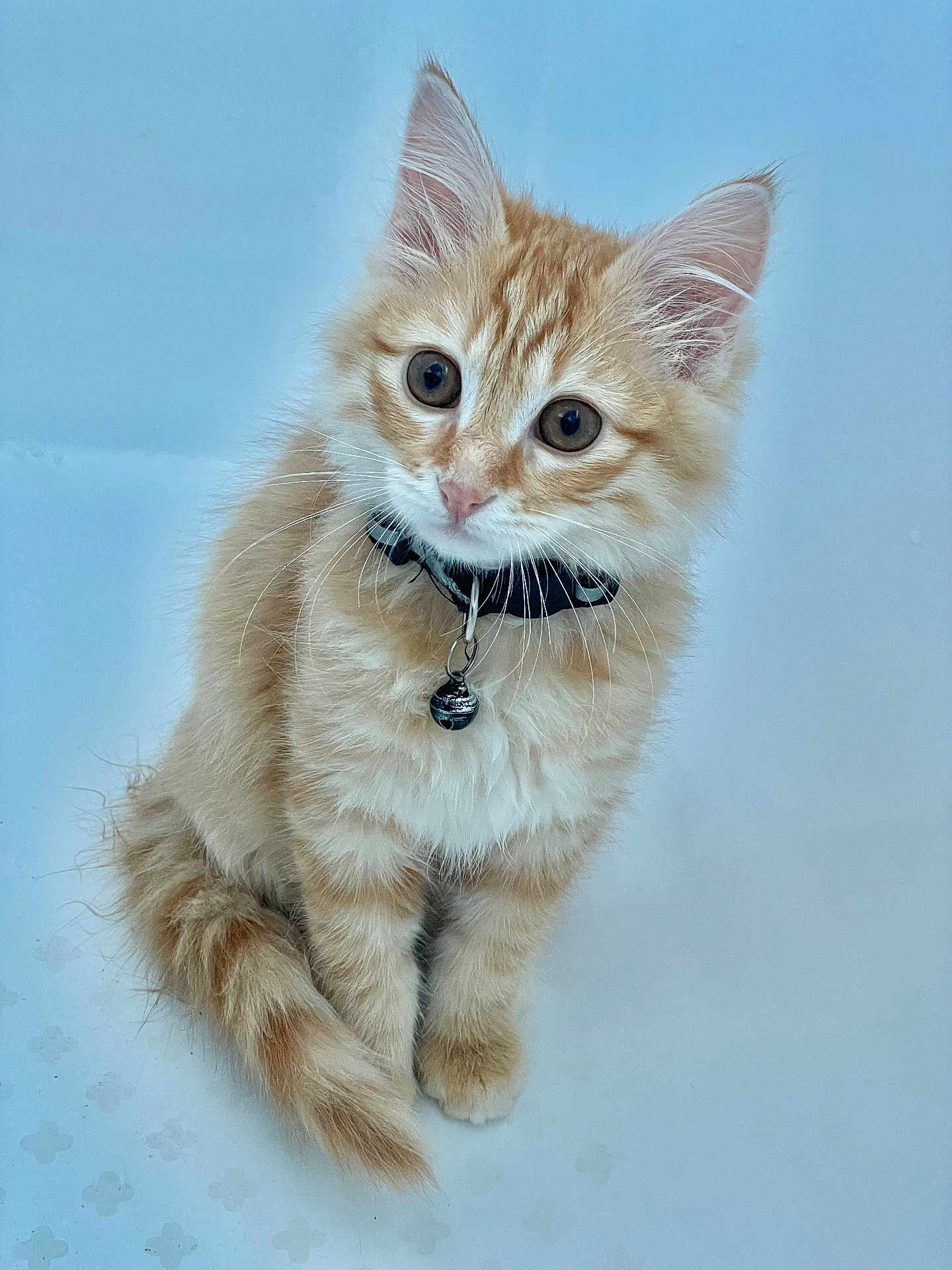 Choupette