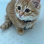kitten, cat, orange_tabby, fluffy, pet, collar, bell, curious, whiskers, cute, animal, feline, indoor, young, small, fur, ears, paws, looking, portrait