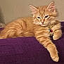 cat, kitten, ginger_cat, fluffy, collar, bell, purple_cushion, lounging, indoor, pet, feline, cute, relaxed, resting, animal, whiskers, paw, fur, domestic_cat, sleepy