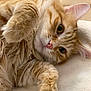 cat, orange_tabby, feline, pet, fluffy, cute, relaxed, laying_down, whiskers, close_up, soft_texture, paws, indoor, cozy, fur, animal, domestic_cat, resting, curious, pink_nose