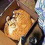 Clementine is registered to the contest to win money with this photo: orange_cat, cat, cardboard_box, sleeping, curled_up, paw, paw_pads, pink_nose, fur, carpet, plastic_bottle, sticker, shoe, footwear, striped_sheet, bedding, cozy, indoor, pet, relaxed