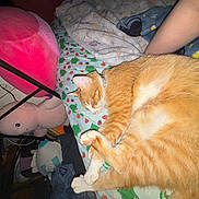 Clementine is registered to the contest to win money with this photo: cat, orange_cat, sleeping, bed, blanket, pillow, plush_bunny, stuffed_animal, paw, collar, arm, indoor, cozy, nap, pet, domestic_cat, patterned_sheet, toys, flash_lighting, clutter