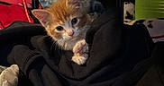 Clementine is registered to the contest to win money with this photo: black_hoodie, blanket, box, cat, clothing, clutter, cord, cozy, cute, fur, indoor, kitten, looking_at_camera, orange_kitten, paw, plastic_bag, portrait, shelf, toy, whiskers
