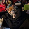 black_hoodie, blanket, box, cat, clothing, clutter, cord, cozy, cute, fur, indoor, kitten, looking_at_camera, orange_kitten, paw, plastic_bag, portrait, shelf, toy, whiskers