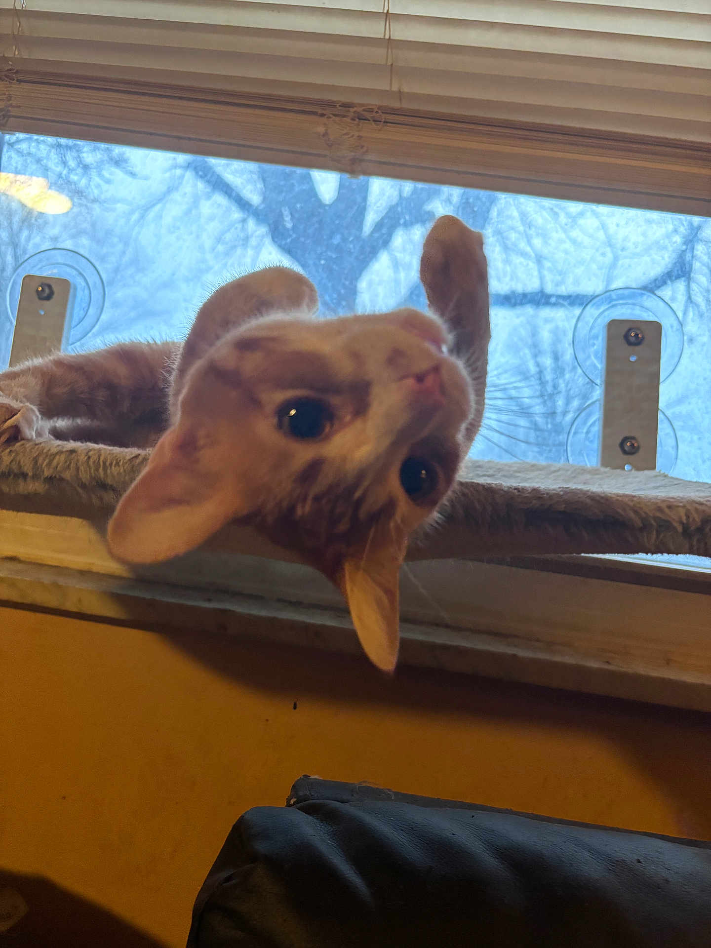 Clementine is registered to the contest to win money with this photo: cat, feline, pet, upside_down, window, window_sill, blinds, suction_cup, perch, whiskers, ears, indoor, cozy, curious, portrait, tree_outside, winter, couch, upholstery, playful