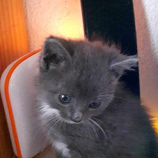 Luna