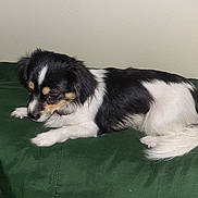 Diamond joined the competition — help win amazing prizes! animal, black_and_white, black_fur, couch, dog, fluffy, fur, home, indoor, long_hair, lying_down, pet, portrait, puppy, relaxed, resting, side_view, small_dog, white_fur, white_paws