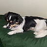 animal, black_and_white, black_fur, couch, dog, fluffy, fur, home, indoor, long_hair, lying_down, pet, portrait, puppy, relaxed, resting, side_view, small_dog, white_fur, white_paws