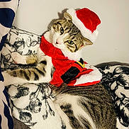 Matcha joined the competition — help win amazing prizes! cat, animal, pet, feline, santa_hat, holiday, christmas, costume, blanket, cozy, indoor, cute, tabby, striped, resting, fur, whiskers, ears, paws, relaxed