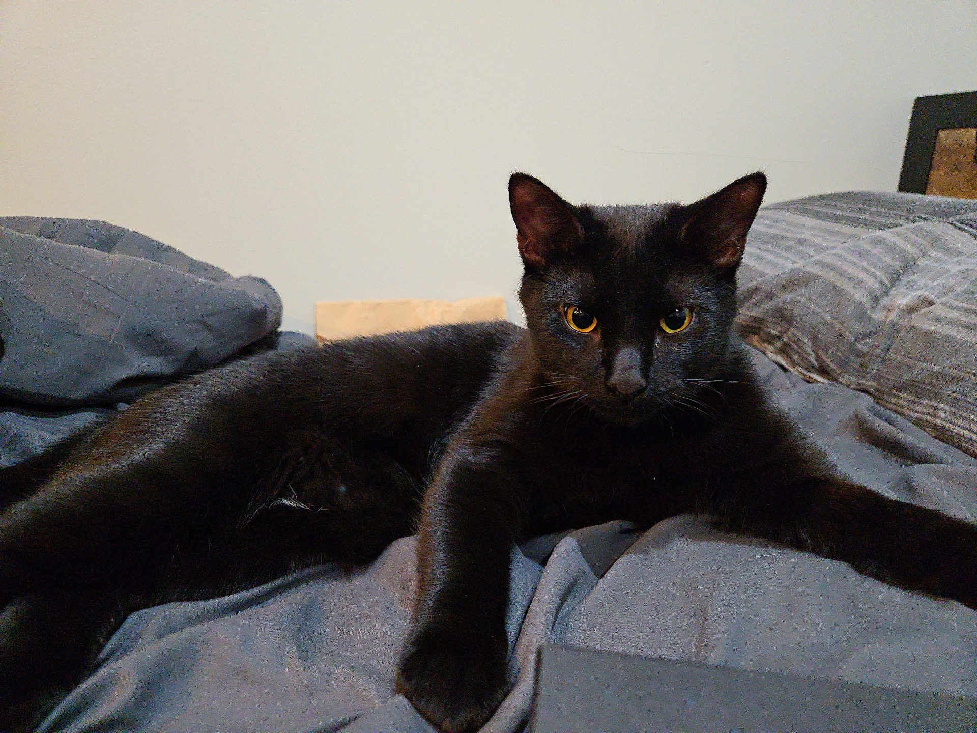 Binx is registered to the contest to win money with this photo: black_cat, cat, pet, indoor, bed, pillow, gray_bedding, feline, animal, resting, looking_at_camera, yellow_eyes, fur, whiskers, ears, relaxed, cozy, domestic_cat, home, sleeping_area